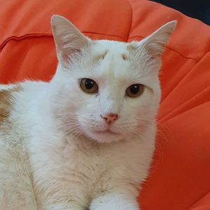 Profilbild vom Autor*in leogato